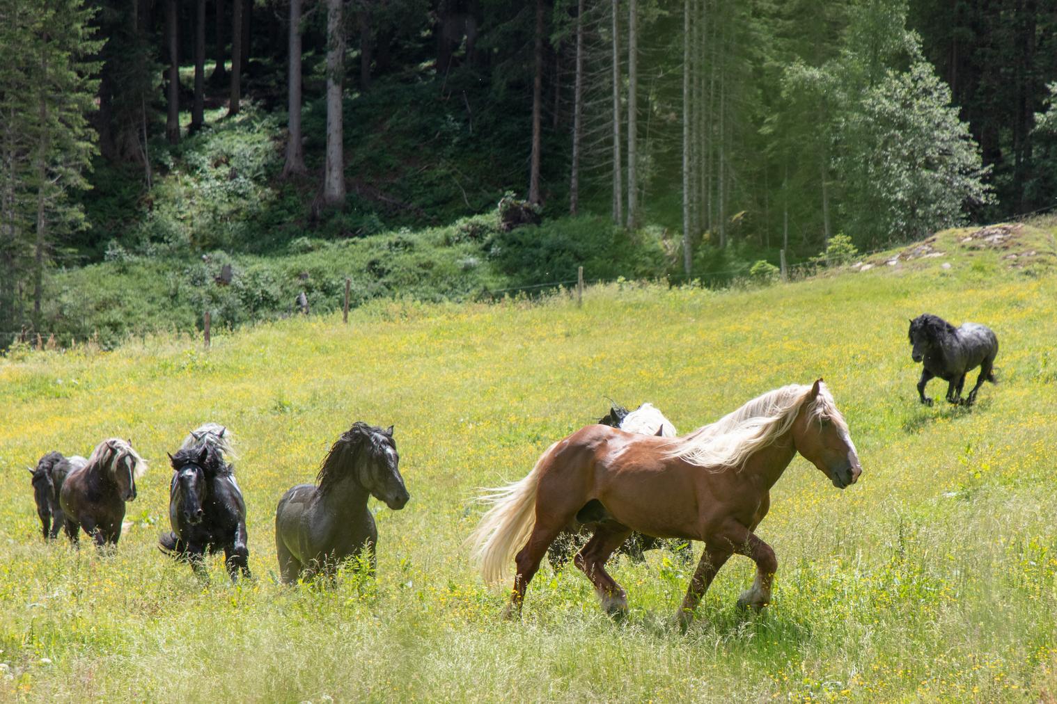 Raurisertal